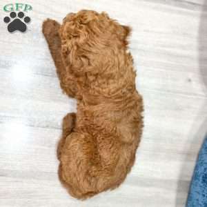 Grady, Mini Goldendoodle Puppy