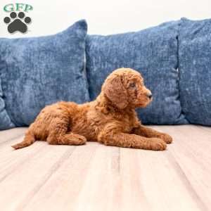 Grady, Mini Goldendoodle Puppy