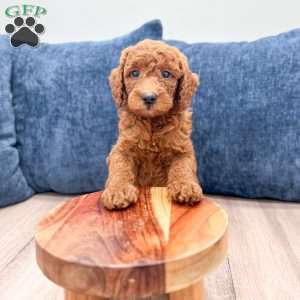 Grady, Mini Goldendoodle Puppy