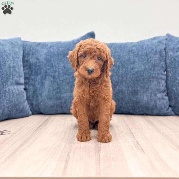 Grady, Mini Goldendoodle Puppy