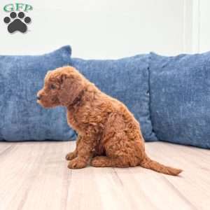Lily, Mini Goldendoodle Puppy