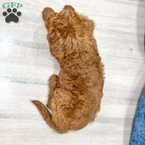 Lily, Mini Goldendoodle Puppy