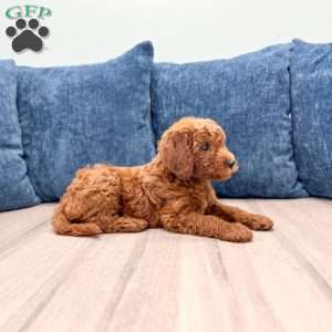 Lily, Mini Goldendoodle Puppy
