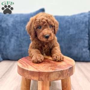 Lily, Mini Goldendoodle Puppy