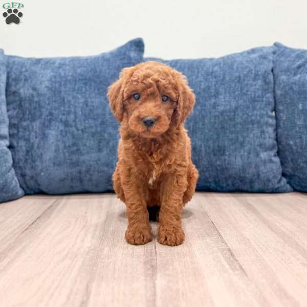 Lily, Mini Goldendoodle Puppy