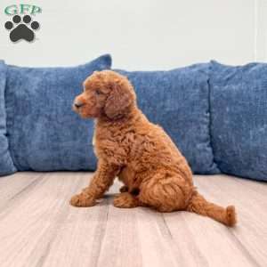 Trent, Mini Goldendoodle Puppy