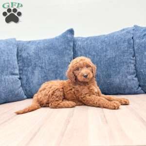 Trent, Mini Goldendoodle Puppy