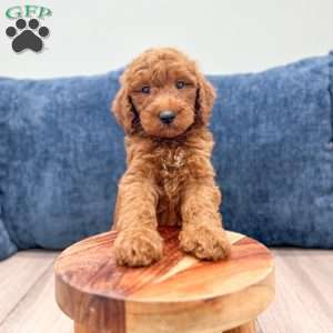 Trent, Mini Goldendoodle Puppy