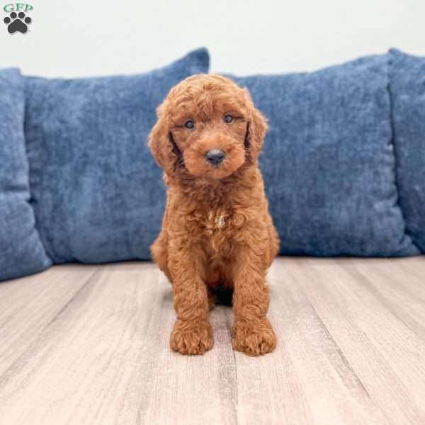 Trent, Mini Goldendoodle Puppy