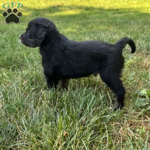 Haymitch, Mini Bernedoodle Puppy