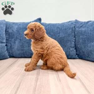 Carter, Mini Goldendoodle Puppy