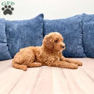 Carter, Mini Goldendoodle Puppy