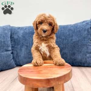 Carter, Mini Goldendoodle Puppy
