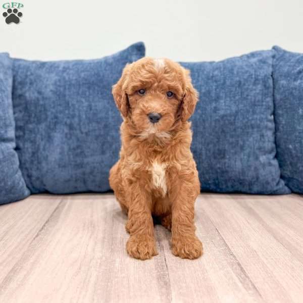 Carter, Mini Goldendoodle Puppy