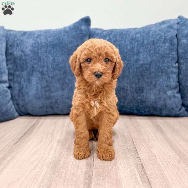 Zoey, Mini Goldendoodle Puppy