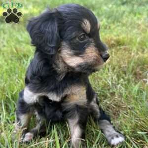 Annie, Mini Bernedoodle Puppy