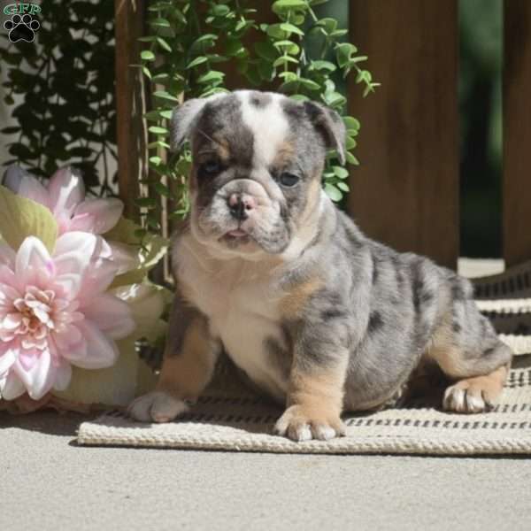 Macey, English Bulldog Puppy