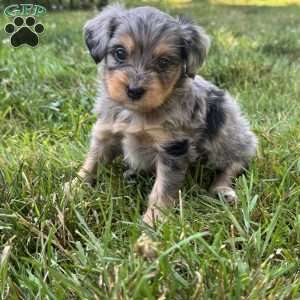 Primrose, Mini Bernedoodle Puppy