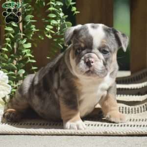 Macey, English Bulldog Puppy