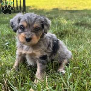 Primrose, Mini Bernedoodle Puppy