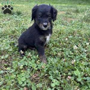 Haymitch, Mini Bernedoodle Puppy