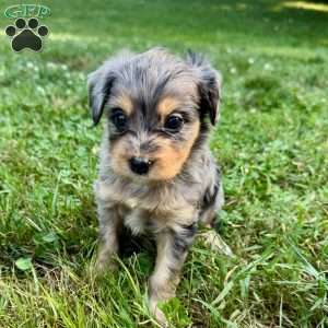 Primrose, Mini Bernedoodle Puppy