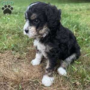 Gale, Mini Bernedoodle Puppy