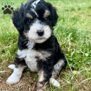 Gale, Mini Bernedoodle Puppy