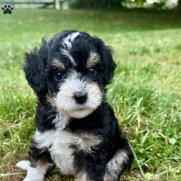 Gale, Mini Bernedoodle Puppy