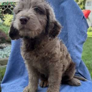 Remi, Labradoodle Puppy