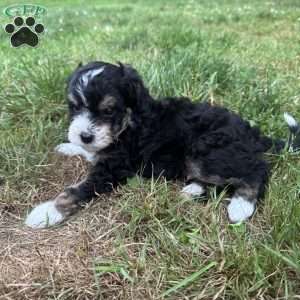 Gale, Mini Bernedoodle Puppy