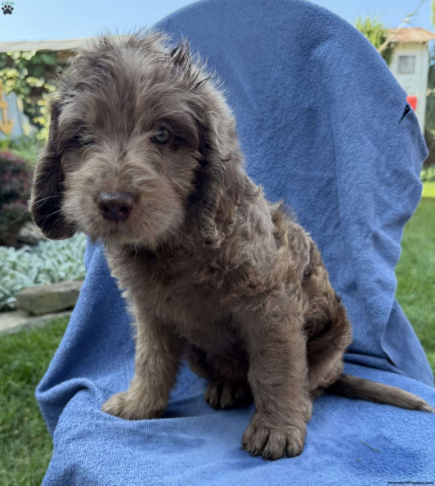 Remi/Labradoodle									Puppy/Female	/7 Weeks,Our adorable Labradoodle puppies are looking for their forever families! These sweet pups are raised with lots of love and are well-socialized, making them wonderful companions for families, couples, or individuals. Medium size (great for any home) Friendly, affectionate, and intelligent Low-shedding, soft coats, Great with other pets , Health checked and up to date on age-appropriate vaccinations and deworming! If you’re looking for a loyal best friend with a loving personality, one of these precious Labradoodles could be the perfect addition to your family!