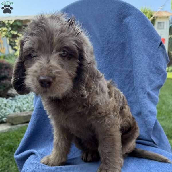 Remi, Labradoodle Puppy