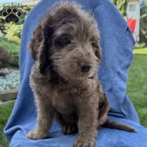Remi/Labradoodle									Puppy/Female	/7 Weeks,Our adorable Labradoodle puppies are looking for their forever families! These sweet pups are raised with lots of love and are well-socialized, making them wonderful companions for families, couples, or individuals. Medium size (great for any home) Friendly, affectionate, and intelligent Low-shedding, soft coats, Great with other pets , Health checked and up to date on age-appropriate vaccinations and deworming! If you’re looking for a loyal best friend with a loving personality, one of these precious Labradoodles could be the perfect addition to your family!