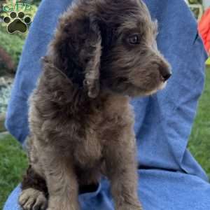 Remi/Labradoodle									Puppy/Female	/7 Weeks,Our adorable Labradoodle puppies are looking for their forever families! These sweet pups are raised with lots of love and are well-socialized, making them wonderful companions for families, couples, or individuals. Medium size (great for any home) Friendly, affectionate, and intelligent Low-shedding, soft coats, Great with other pets , Health checked and up to date on age-appropriate vaccinations and deworming! If you’re looking for a loyal best friend with a loving personality, one of these precious Labradoodles could be the perfect addition to your family!