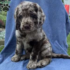 Rosco, Labradoodle Puppy