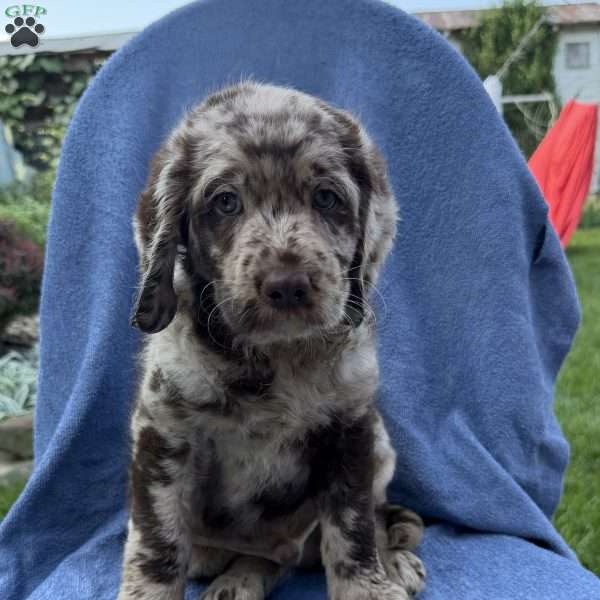 Rosco, Labradoodle Puppy