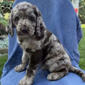 Rosco, Labradoodle Puppy