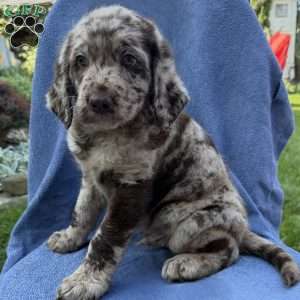 Rosco, Labradoodle Puppy