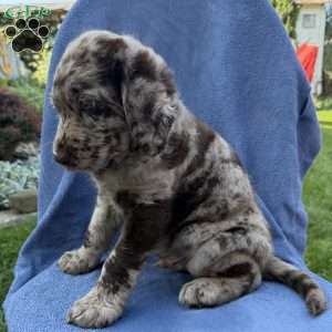 Rosco, Labradoodle Puppy
