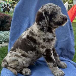 Rosco, Labradoodle Puppy