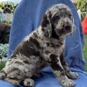 Rosco, Labradoodle Puppy