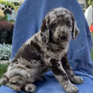 Rosco, Labradoodle Puppy