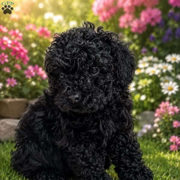 Jet, Cavapoo Puppy