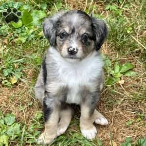 Rue, Mini Bernedoodle Puppy