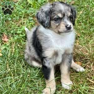 Rue, Mini Bernedoodle Puppy