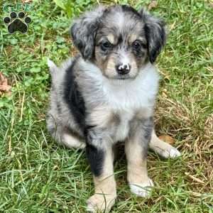 Rue, Mini Bernedoodle Puppy