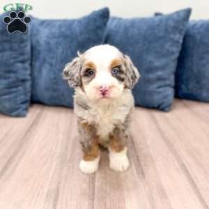 Oliver, Mini Bernedoodle Puppy