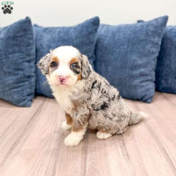 Oliver, Mini Bernedoodle Puppy