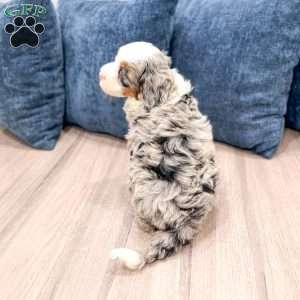 Oliver, Mini Bernedoodle Puppy